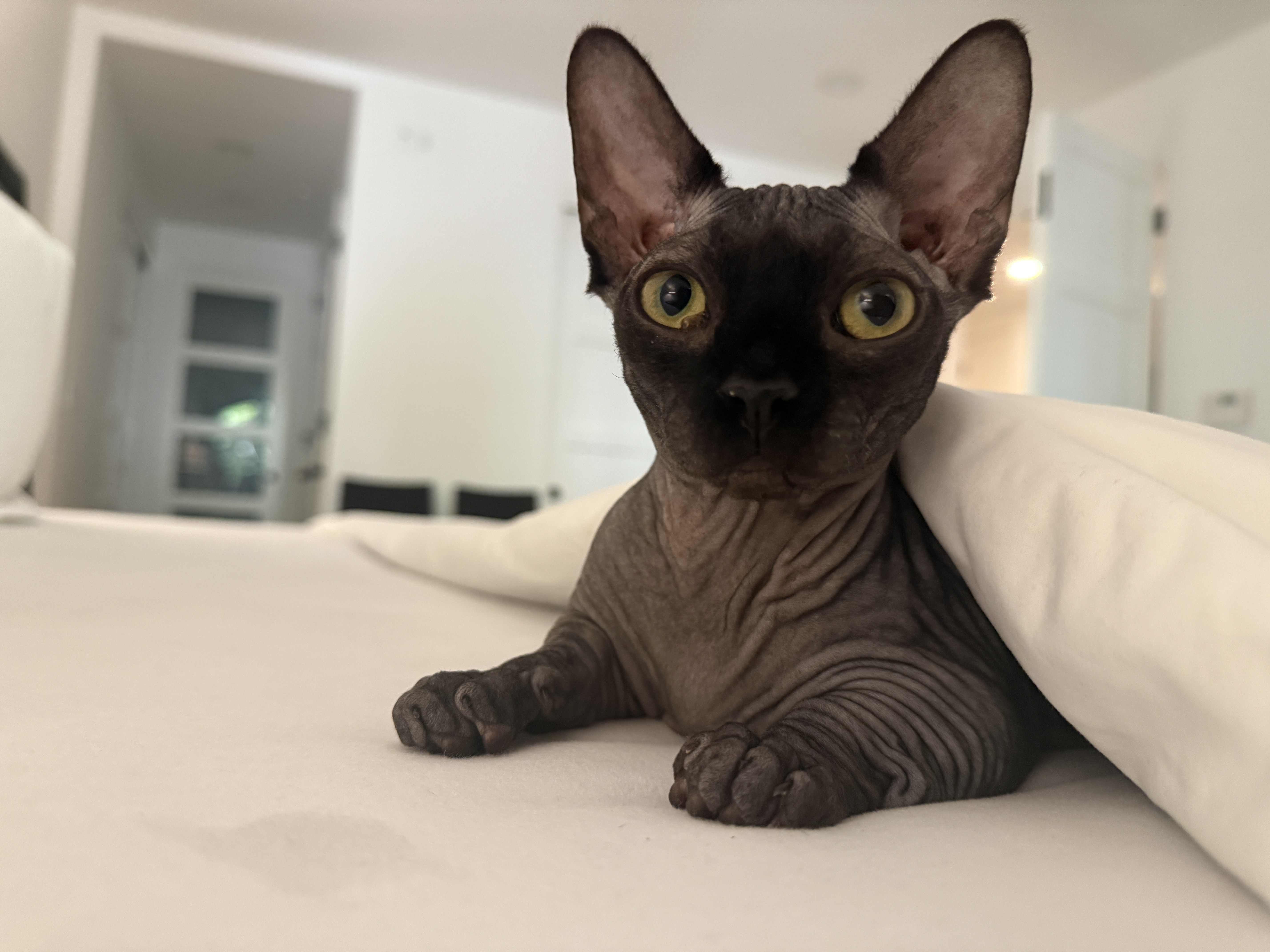 Lucy