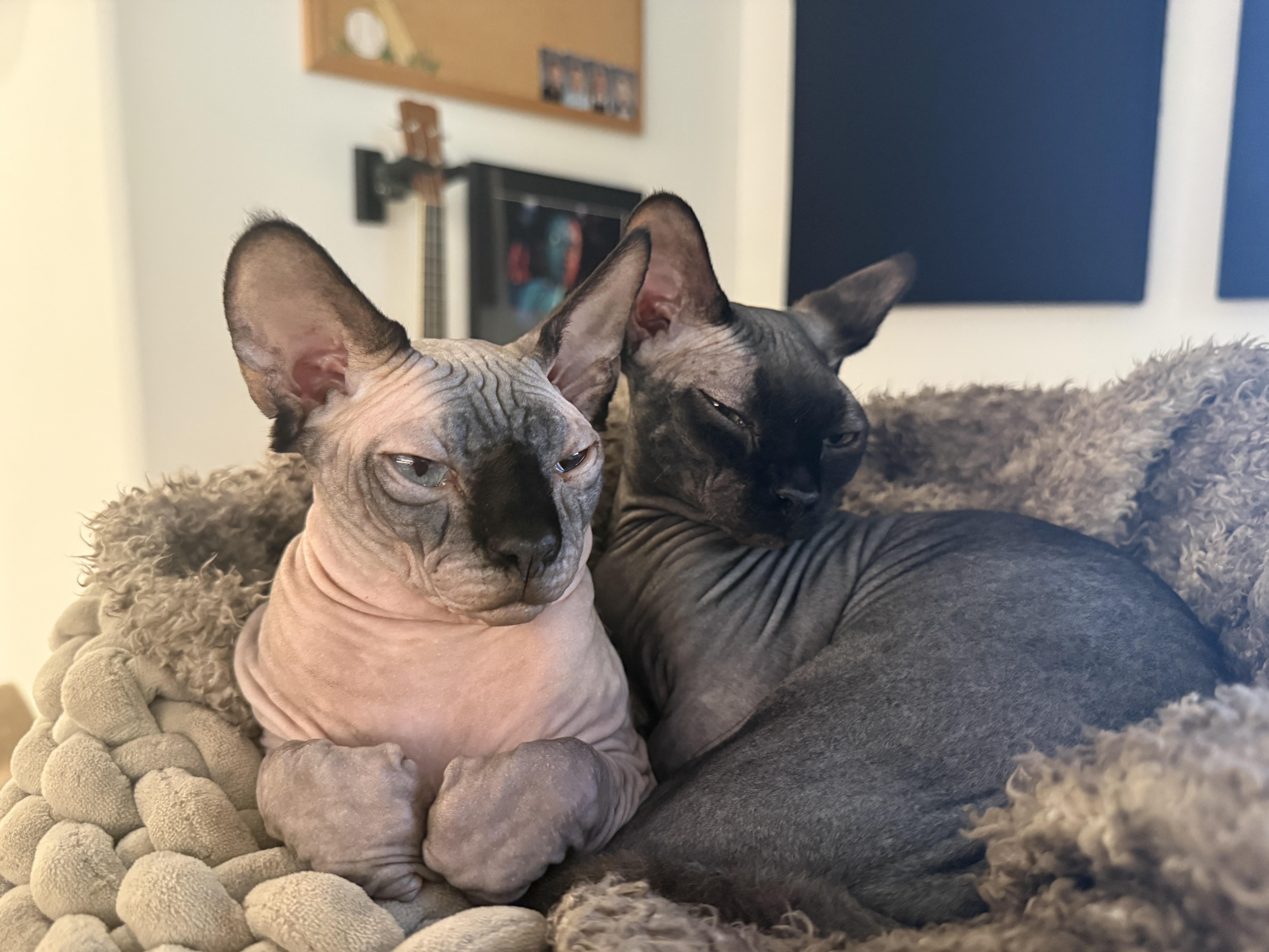Lucy and Gracie sharing a basket