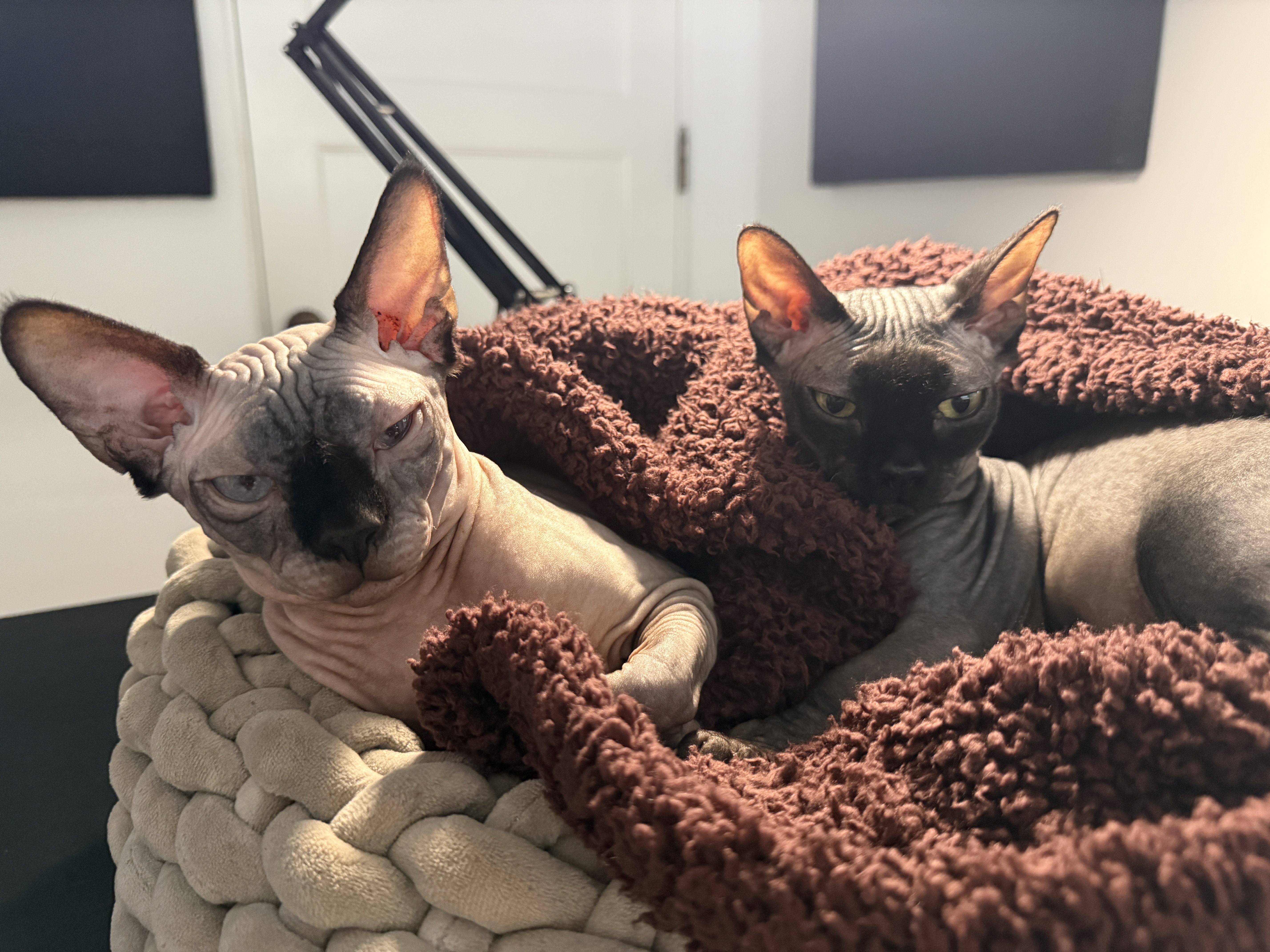 Lucy and Gracie in their bed
