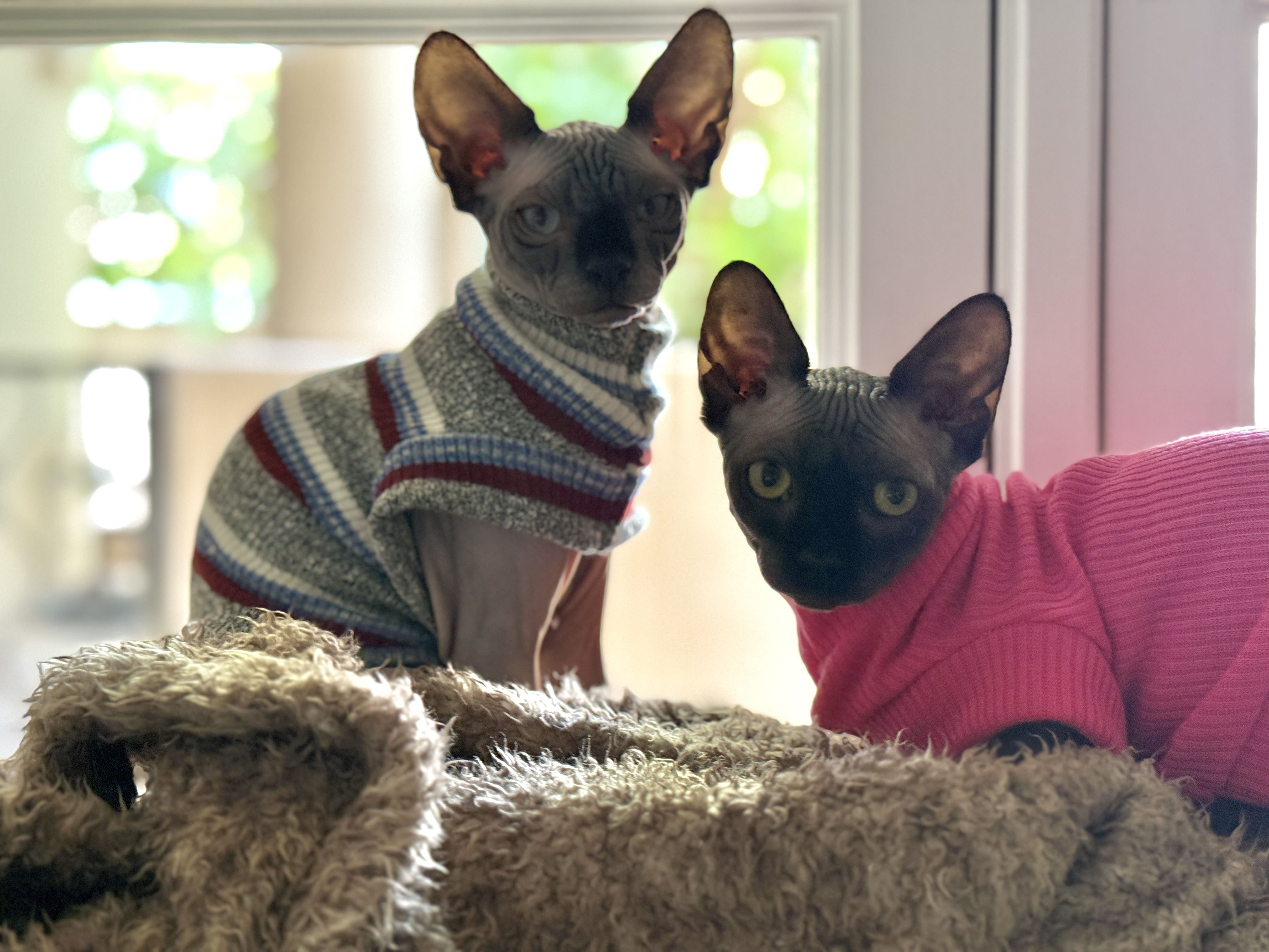 Lucy and Gracie in sweaters
